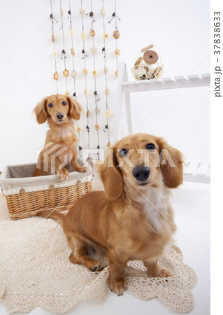 犬 ミニチュアダックス 犬 ミニチュアダックス 37838633