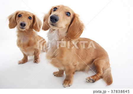 犬 ミニチュアダックスの写真素材