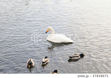 函館大沼公園 白鳥3 函館大沼公園 白鳥3 37838673
