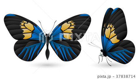 Set of butterflies isolated on white background 37838714