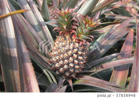 フルーツ 果物 果実 37838948