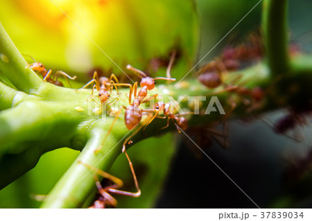 red ant walking on green red ant walking on green 37839034
