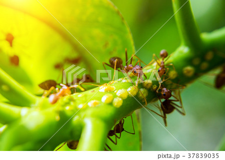 red ant walking on green 37839035