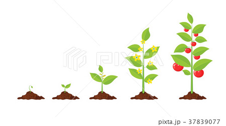Growth of plant, from sprout to vegetable. 37839077