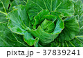 野菜 ベジタブル 青菜 37839241