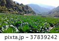 野菜 ベジタブル 青菜 37839242