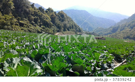 野菜 ベジタブル 青菜 37839242