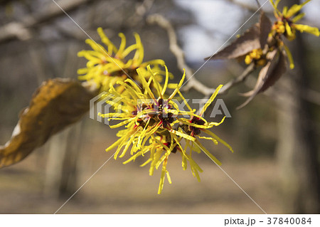 マンサク 37840084