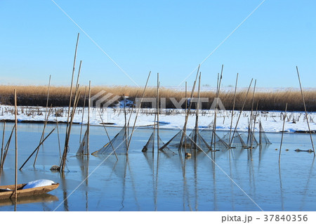 雪の渡良瀬遊水地 37840356