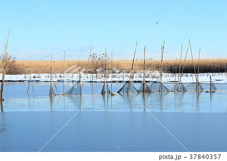 雪の渡良瀬遊水地 37840357