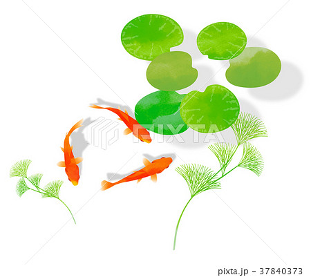 背景素材 金魚と水草 影あり のイラスト素材