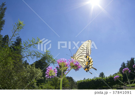アゲハ 37841091