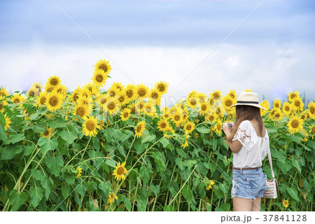 ひまわり畑 37841128