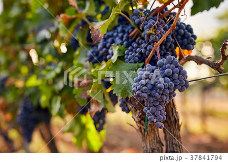 Blue grapes in the vineyard Blue grapes in the vineyard 37841794