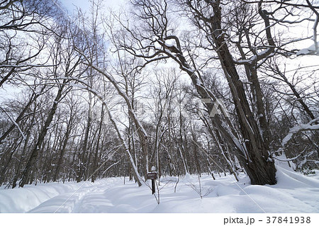 北海道 野幌森林公園 (昭和の森のカツラの巨木) 北海道 野幌森林公園 (昭和の森のカツラの巨木) 37841938