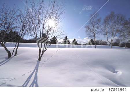 北海道立真駒内公園 雪景色 北海道立真駒内公園 雪景色 37841942