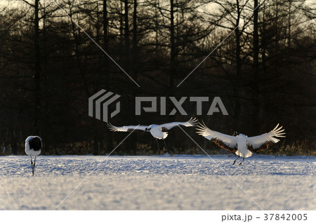 丹頂鶴の朝 37842005
