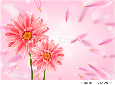 Gerbera flower on bright pink background. Gerbera flower on bright pink background. 37842077
