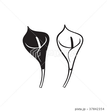 Vector Calla lily flower isolated on white 37842354