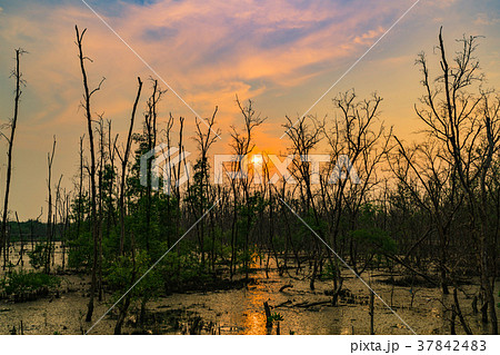 Mangrove tree and dead tree in mangrove forest  37842483