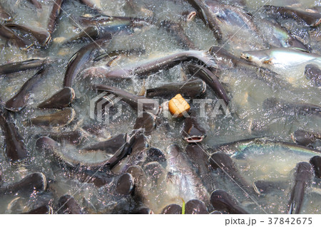 Feed the fish in the temple with bread. Feed the fish in the temple with bread. 37842675