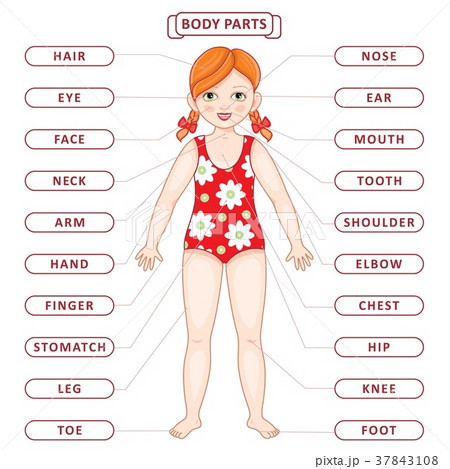 Vector flat redhead girl body part vocabulary 37843108