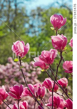 Flowers of magnolia tree in springtime. Flowers of magnolia tree in springtime. 37843476