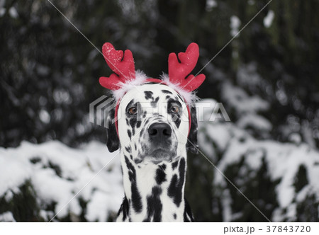 Dog in a christmas costume in the forest -- Dog in a christmas costume in the forest -- 37843720