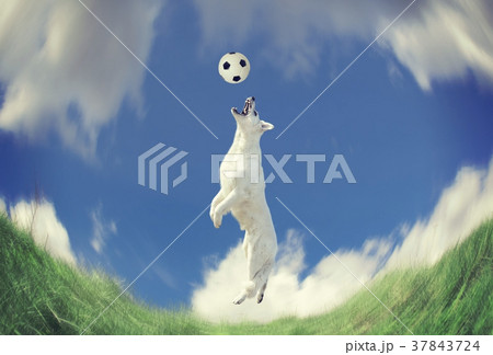 Dog catching a ball in midair 37843724