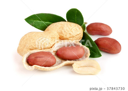 peanuts with leaf isolated on white background peanuts with leaf isolated on white background 37843730