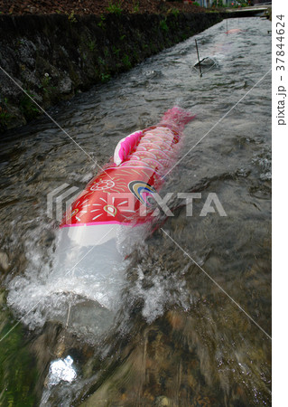 鯉幟が泳ぐ川 瀬戸川 鯉幟が泳ぐ川 瀬戸川 37844624