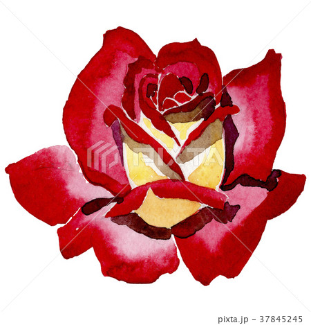 Wildflower two-color dark red rose flower in a Wildflower two-color dark red rose flower in a 37845245