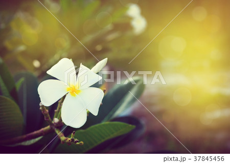 Plumeria white flowers on tree Plumeria white flowers on tree 37845456