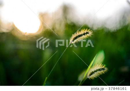 環境 アンビエント 環境的に 37846161