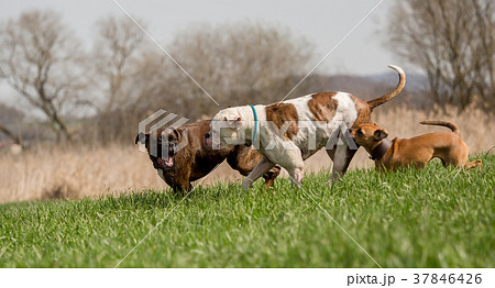 Boxers are playing outside in the meadow 37846426