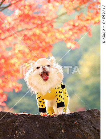 秋色チワワ 37846737