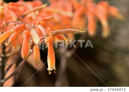 ジコウニシキ 37846972