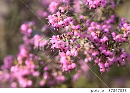 ジャノメエリカ ジャノメエリカ 37847038