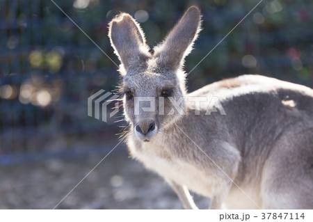 大牟田市動物園 カンガルー、 大牟田市動物園 カンガルー、 37847114