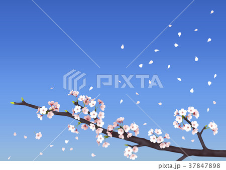 花びらの舞い散る桜　青空背景 37847898