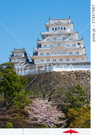 姫路城と桜① 姫路城と桜① 37847987