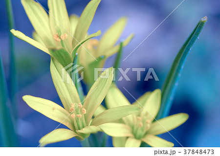 natural background in blue yellow tones - the natural background in blue yellow tones - the 37848473