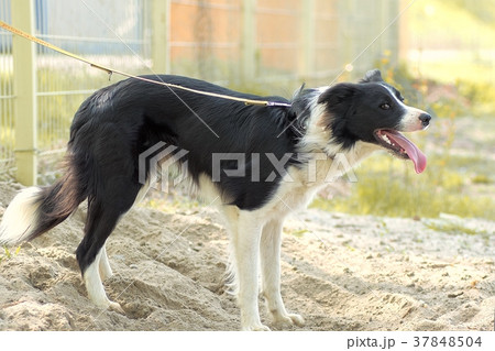 border collie in the sand is tied to the fence border collie in the sand is tied to the fence 37848504