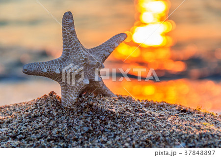 beautiful starfish in sunrise beautiful starfish in sunrise 37848897