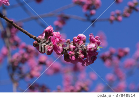 初春の季節、梅園が梅の花に包まれる、京都、日本 初春の季節、梅園が梅の花に包まれる、京都、日本 37848914