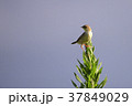小鳥 37849029