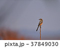 もず 37849030