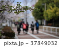 春の情景 37849032