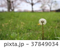たんぽぽ 37849034