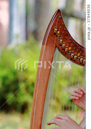 ハープ ハープ 37849036